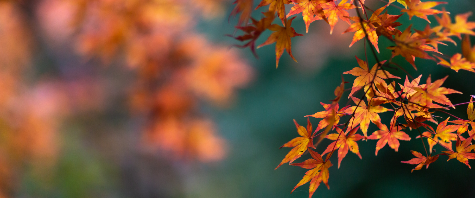 herbst (29.7 x 21 cm)
