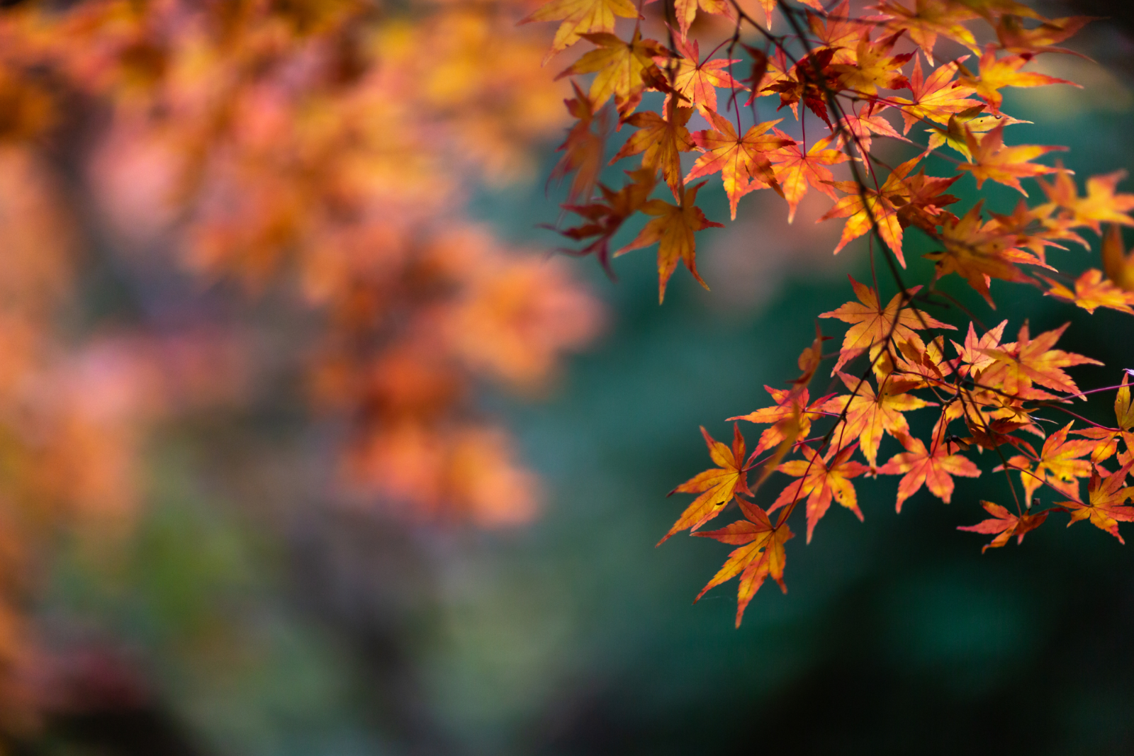 herbst (29.7 x 21 cm)