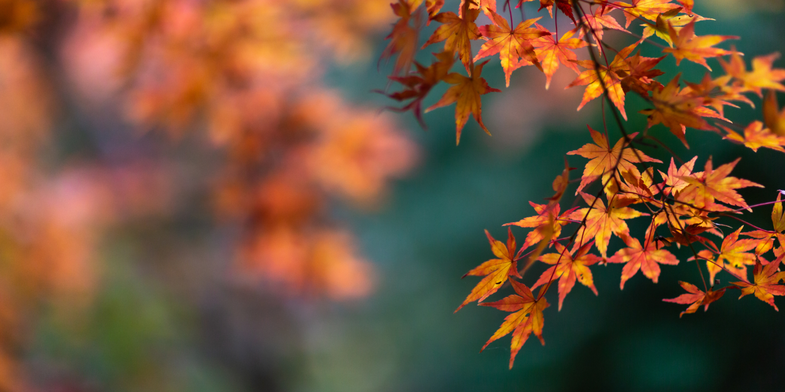 herbst (29.7 x 21 cm)
