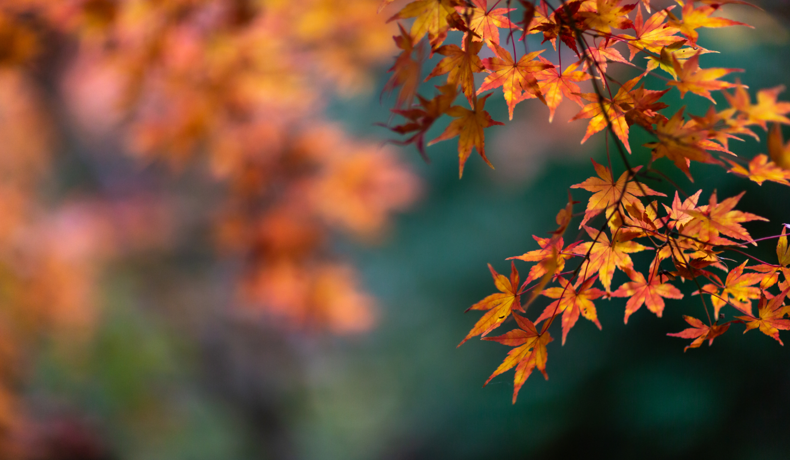 herbst (29.7 x 21 cm)